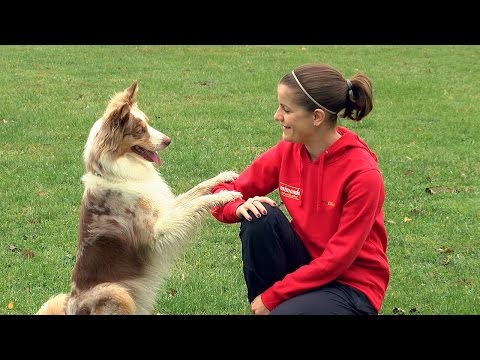 Video: Wie Man Einem Hund Das Tanzen Beibringt