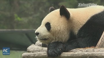 Cute! Giant pandas enjoy winter in SW China