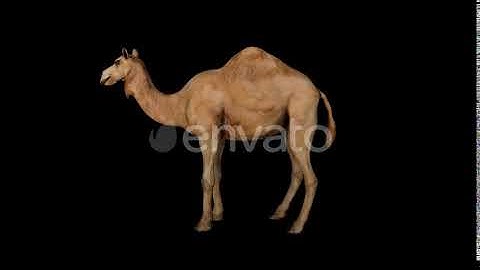 Camel Idle | Motion Graphics - Envato elements