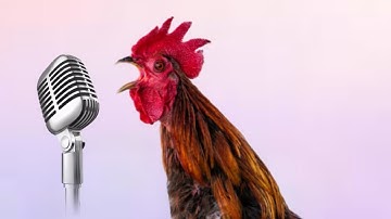 Chicken Song part 4 (original) | The hens’ dancing song | 2023 #4