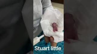 Stuart Little