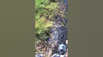 câu cá lóc tân phú đông gò công tiền giang . huỳnh long an vlog