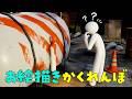 １０回見つかったら即終了【めっちゃカメレオン】