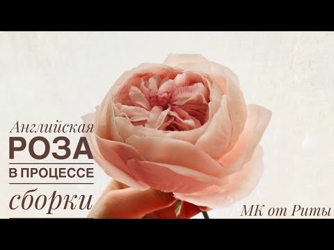 DIY. Английская роза.