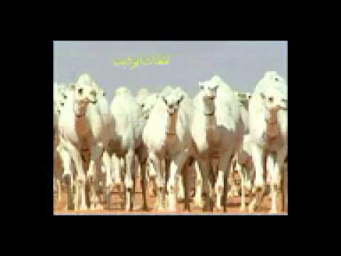 مزاين الهيلابصوت ملفي المورقي