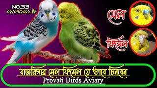 বাজরিগার মেল ফিমেল চেনার উপায় || বাচ্চা ও অ্যাডাল্ট বাজরিগার পাখি চেনার সহজ পদ্ধতি