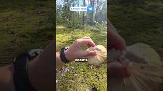 грибы с червями: брать или нет?! #грибы #грибнаяохота #грибнойсезон #сборгрибов #прогулкаполесу