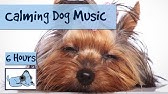 Music to Reduce Separation Anxiety in Dogs: Relaxing Sounds, Stressed Dog, Sounds for Puppies