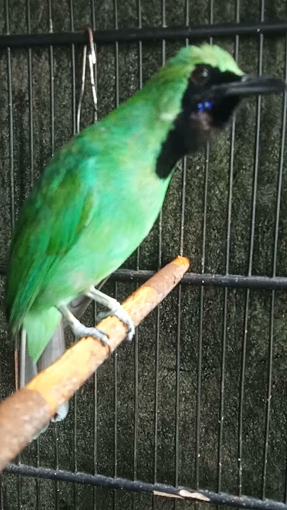 Cucak Ijo Tembakan Jernih - Man Kicau