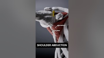 Your ROTATOR CUFF during shoulder abduction #anatomy #3d #animation #medical #medicalstudent