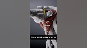 Your ROTATOR CUFF during shoulder abduction #anatomy #3d #animation #medical #medicalstudent