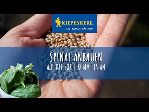 Video: Wie Baut Man Spinat Richtig An?