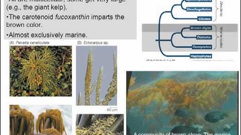 BIS2C FALL2012 LECTURE 10: Microbial Diversity 3