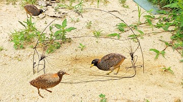 hướng dẫn cách đặt bẫy chim cút nhanh nhất,hiệu quả. mua bẫy lh 0973121553