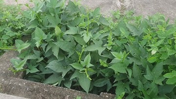 Nguyễn tất Rau lang tác dụng thần kỳ ăn càng sớm càng tốt