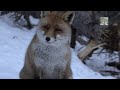 La Volpe - The Fox