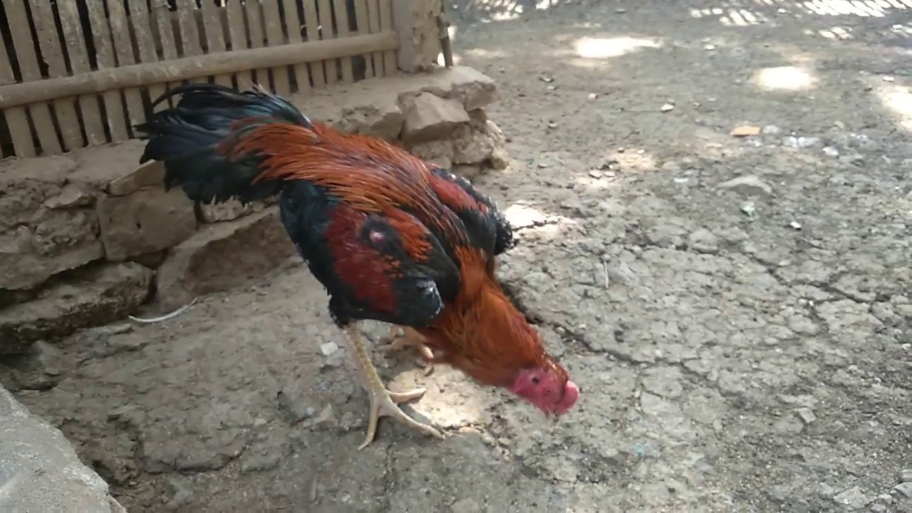 Pacek Ayam Bangkok Super Berkualias Bagus Wiring Kuning - YouTube