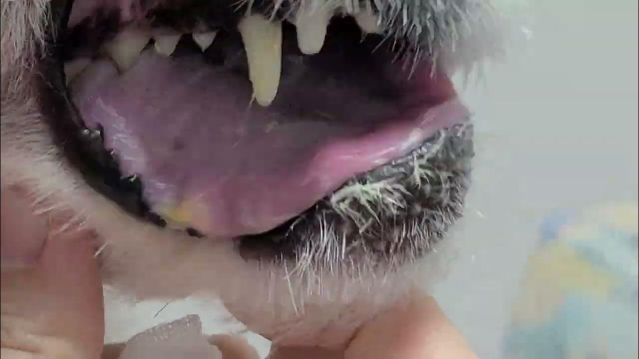 반려견 불소 도포 Fluoride varnish application.fluoride 강아지스케일링 동물 치과 치과전문동물병원 dogtoothtuna YouTube