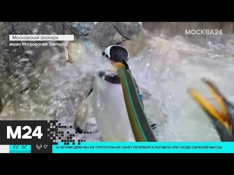 Заскучавшие пингвины пытались сорвать уборку вольера в Московском зоопарке - Москва 24