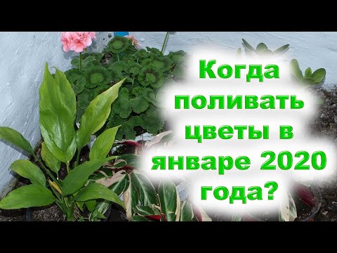 Когда поливать цветы в январе 2020 года? В благоприятные дни стихий Воды и Земли. Исключите поливы в