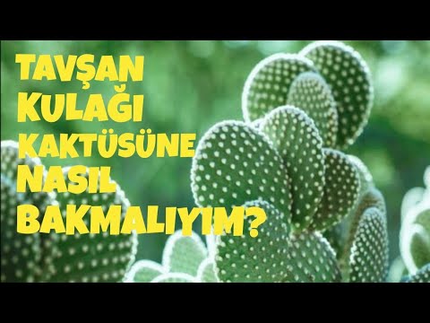 Video: Što je kaktus od kikirikija – kako uzgajati biljke kaktusa Chamaecereus