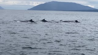 Big Mama is Back! The First Humpbacks have Arrived in the Salish Sea