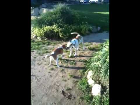 Beagle goes crazy!