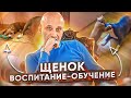 ЩЕНОК (социализация, воспитание и обучение)