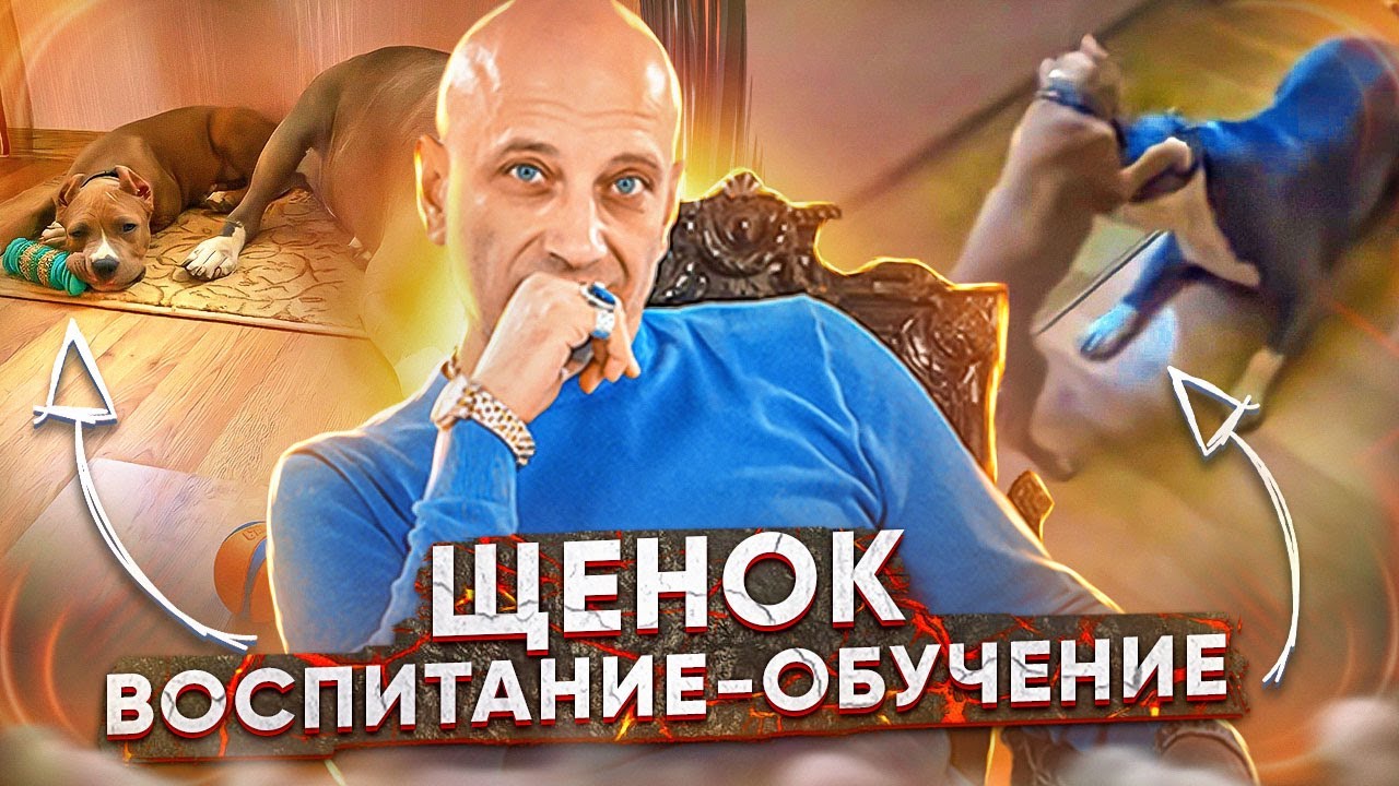 воспитание стаффордширского терьера