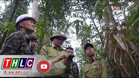 Lào Cai: Cảnh báo nguy cơ cháy rừng ở cấp nguy hiểm | THLC