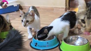Indigenous kittens and rescued kittens become friends by eating together