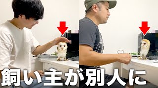 トイレにいった飼い主が別人になって帰ってきた時のフクロウの反応