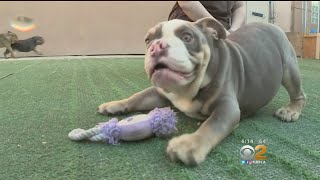 Dozens of Bulldogs Rescued from A Puppy Mill Up For Adoption