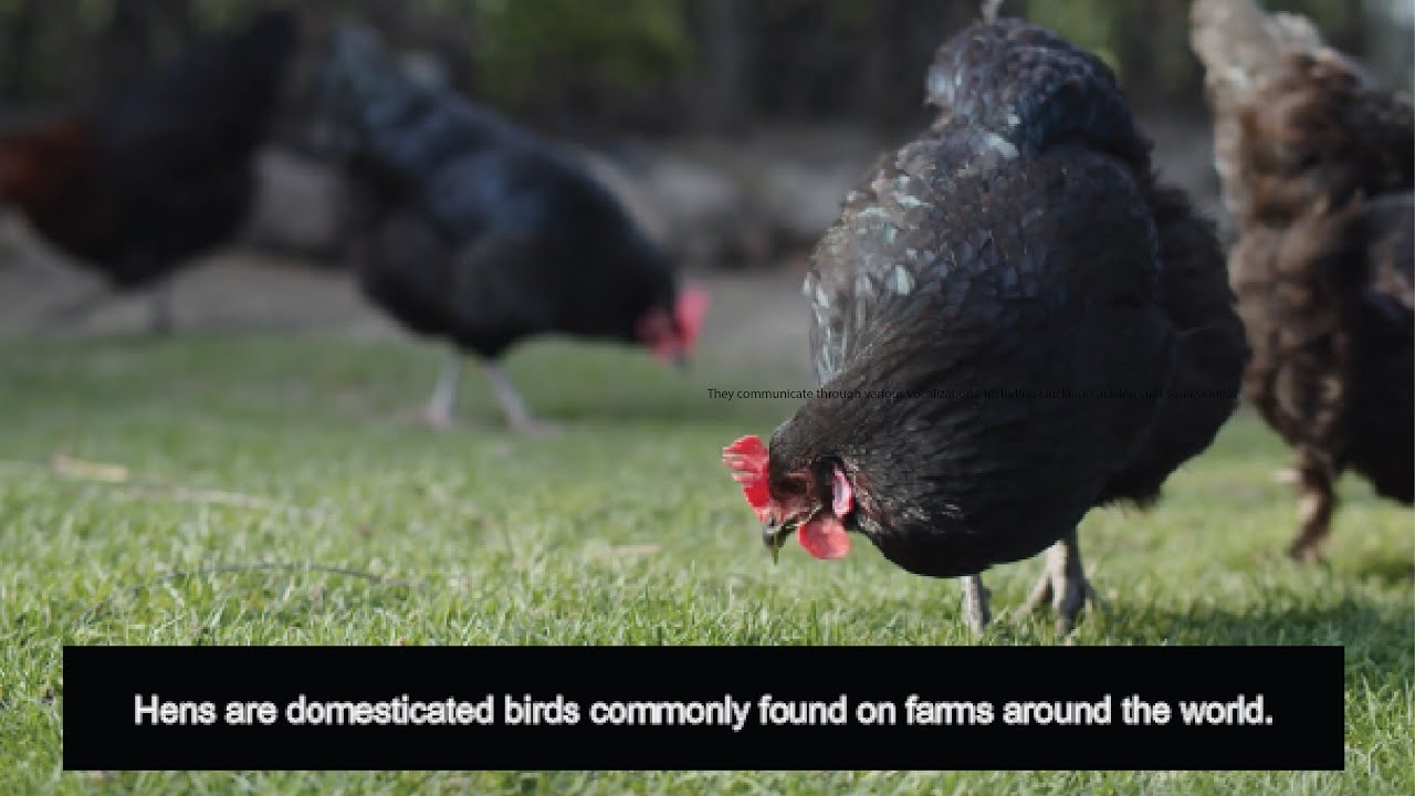Few Lines About Hen Information About Hen In ENGLISH YouTube Few Lines About Hen Information About Hen In ENGLISH YouTube