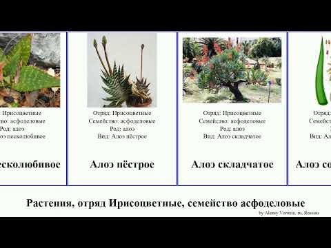 Video: Алоэ сокотринасы эмне үчүн колдонулат?