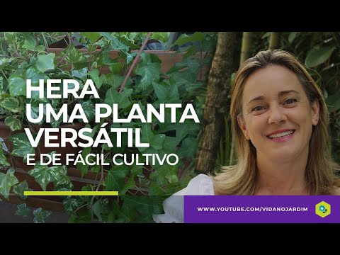 Vídeo: Hera de jardim sempre-viva: descrição, cultivo, reprodução