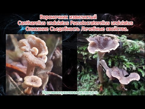 Вороночник извилистый Cantharellus undulatus Pseudocraterellus undulatus Описание Лечебные свойства