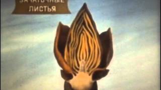 Строение растительной почки Строение растительной почки
