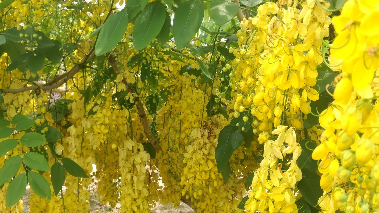 ACÁCIA AMARELA, UMA DAS FLORES MAIS BONITAS QUE JÁ VI - thptnganamst.edu.vn