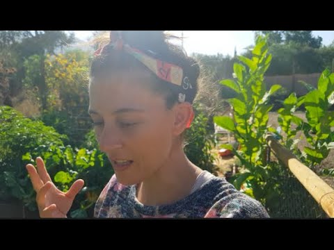 Video: 3 formas de cultivar rábanos