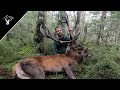 Public land roar 2020  13 point red stag  southland nz