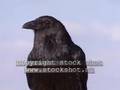 Common raven (corvus corax )