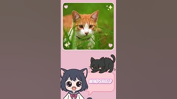 Tail-Talk : Read Your Cat’s Mood in Seconds