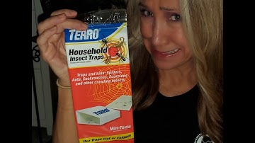 Terro Insect Traps | These Work! | KimTownselYouTube