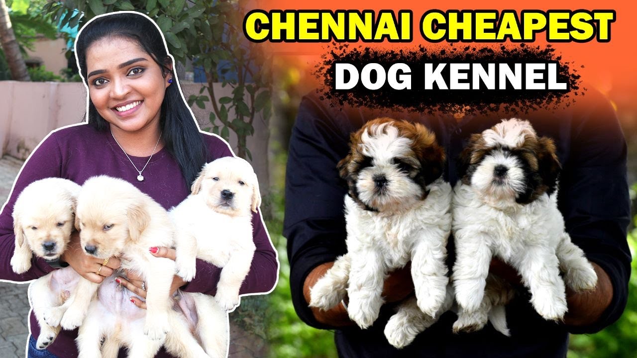 Chennai Cheapest Dog Kennel YouTube