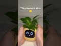 meet smart planter Ivy #plants