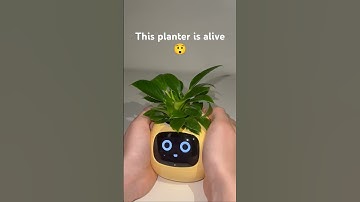 meet smart planter Ivy #plants