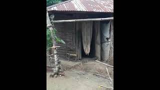 La Campagne De Plaisance Des Nippes.