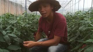 Kỹ thuật trồng ớt chuông Đà Lạt