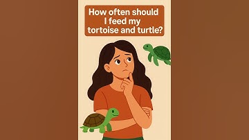 Nên cho rùa ăn mấy lần một ngày -Chăm sóc rùa 01